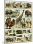 Mammals of Arid Regions-null-Mounted Giclee Print