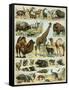 Mammals of Arid Regions-null-Framed Stretched Canvas