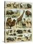 Mammals of Arid Regions-null-Stretched Canvas