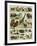 Mammals of Arid Regions-null-Framed Giclee Print