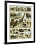 Mammals of Arid Regions-null-Framed Giclee Print