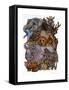 Mammals-Wendy Edelson-Framed Stretched Canvas