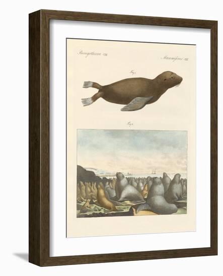 Mammals-null-Framed Giclee Print