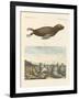 Mammals-null-Framed Giclee Print