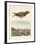 Mammals-null-Framed Giclee Print