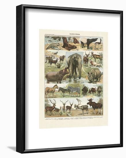 Mammiferes II-Adolphe Millot-Framed Art Print