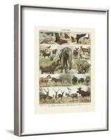 Mammiferes II-Adolphe Millot-Framed Art Print