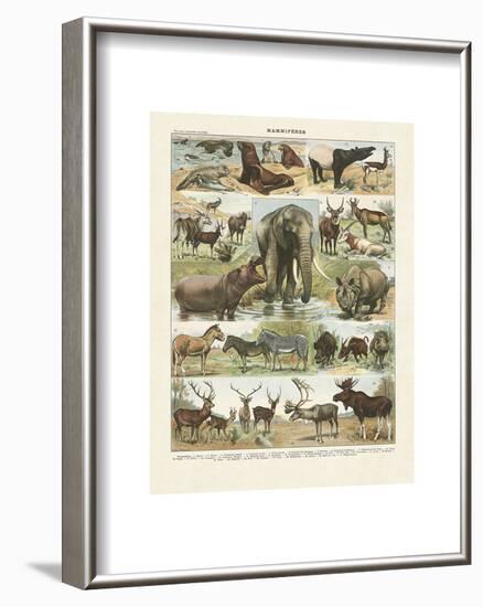 Mammiferes II-Adolphe Millot-Framed Art Print