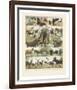 Mammiferes II-Adolphe Millot-Framed Art Print
