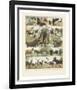 Mammiferes II-Adolphe Millot-Framed Art Print