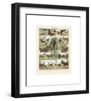 Mammiferes II-Adolphe Millot-Framed Giclee Print