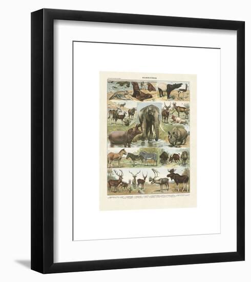 Mammiferes II-Adolphe Millot-Framed Giclee Print