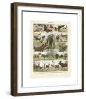 Mammiferes II-Adolphe Millot-Framed Giclee Print