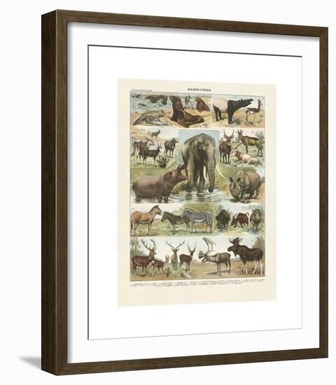 Mammiferes II-Adolphe Millot-Framed Giclee Print