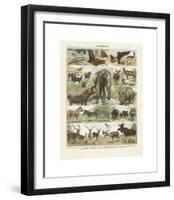 Mammiferes II-Adolphe Millot-Framed Giclee Print