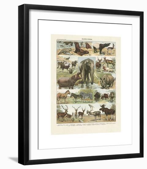 Mammiferes II-Adolphe Millot-Framed Giclee Print