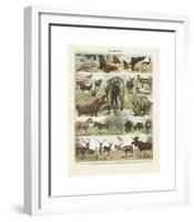 Mammiferes II-Adolphe Millot-Framed Giclee Print