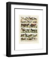 Mammiferes-Adolphe Millot-Framed Art Print