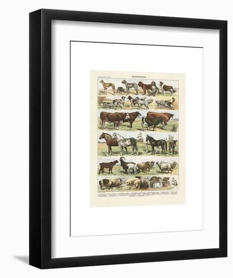 Mammiferes-Adolphe Millot-Framed Art Print