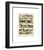 Mammiferes-Adolphe Millot-Framed Giclee Print