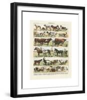 Mammiferes-Adolphe Millot-Framed Giclee Print