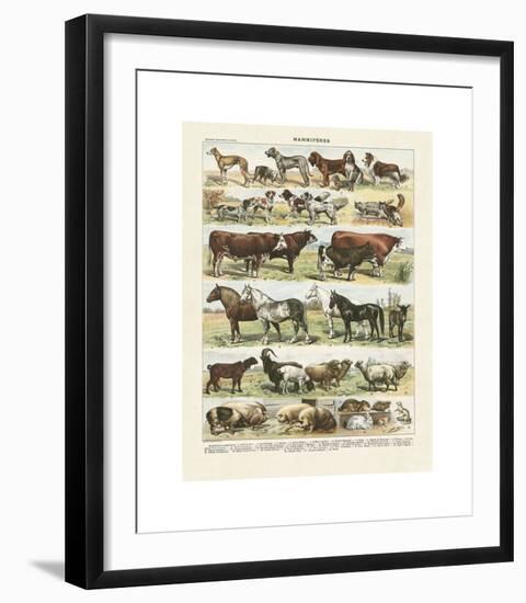 Mammiferes-Adolphe Millot-Framed Giclee Print