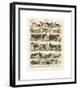 Mammiferes-Adolphe Millot-Framed Giclee Print