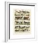 Mammiferes-Adolphe Millot-Framed Giclee Print