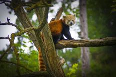 Red Panda-Mammon-Photographic Print