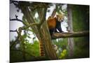 Wood Mount