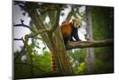Wood Mount