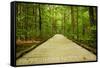 Mammoth Cave, Kentucky - Trail-Lantern Press-Framed Stretched Canvas