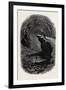 Mammoth Cave, Kentucky, USA, 1870s-null-Framed Giclee Print