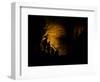 Mammoth Cave National Park, Kentucky, USA-Anna Miller-Framed Photographic Print