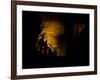 Mammoth Cave National Park, Kentucky, USA-Anna Miller-Framed Photographic Print