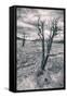 Mammoth Hot Spring Trees, Yellowstone-Vincent James-Framed Stretched Canvas