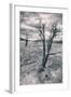 Mammoth Hot Spring Trees, Yellowstone-Vincent James-Framed Photographic Print