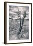 Mammoth Hot Spring Trees, Yellowstone-Vincent James-Framed Photographic Print