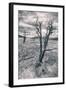 Mammoth Hot Spring Trees, Yellowstone-Vincent James-Framed Photographic Print