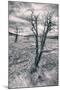 Mammoth Hot Spring Trees, Yellowstone-Vincent James-Mounted Photographic Print