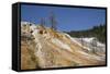 Mammoth Hot Springs, Yellowstone National Parkwyoming, United States of America, North  America-Richard Maschmeyer-Framed Stretched Canvas