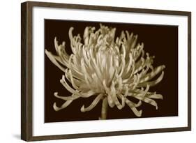 Mammoth Mums I-Renee W. Stramel-Framed Art Print