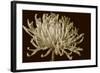 Mammoth Mums I-Renee W. Stramel-Framed Art Print