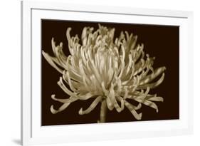 Mammoth Mums I-Renee W. Stramel-Framed Art Print