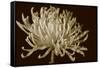 Mammoth Mums I-Renee W. Stramel-Framed Stretched Canvas