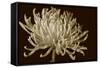 Mammoth Mums I-Renee W. Stramel-Framed Stretched Canvas