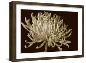 Mammoth Mums I-Renee W. Stramel-Framed Art Print