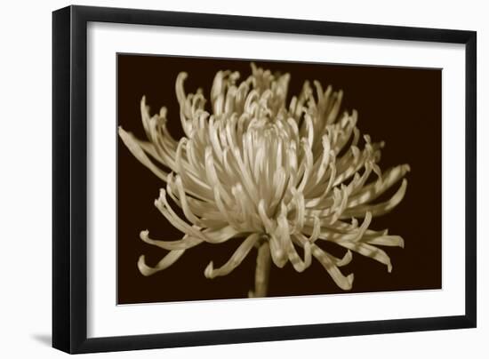 Mammoth Mums I-Renee W. Stramel-Framed Art Print