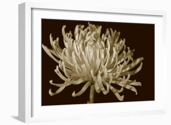 Mammoth Mums I-Renee W. Stramel-Framed Art Print