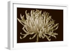 Mammoth Mums I-Renee W. Stramel-Framed Art Print